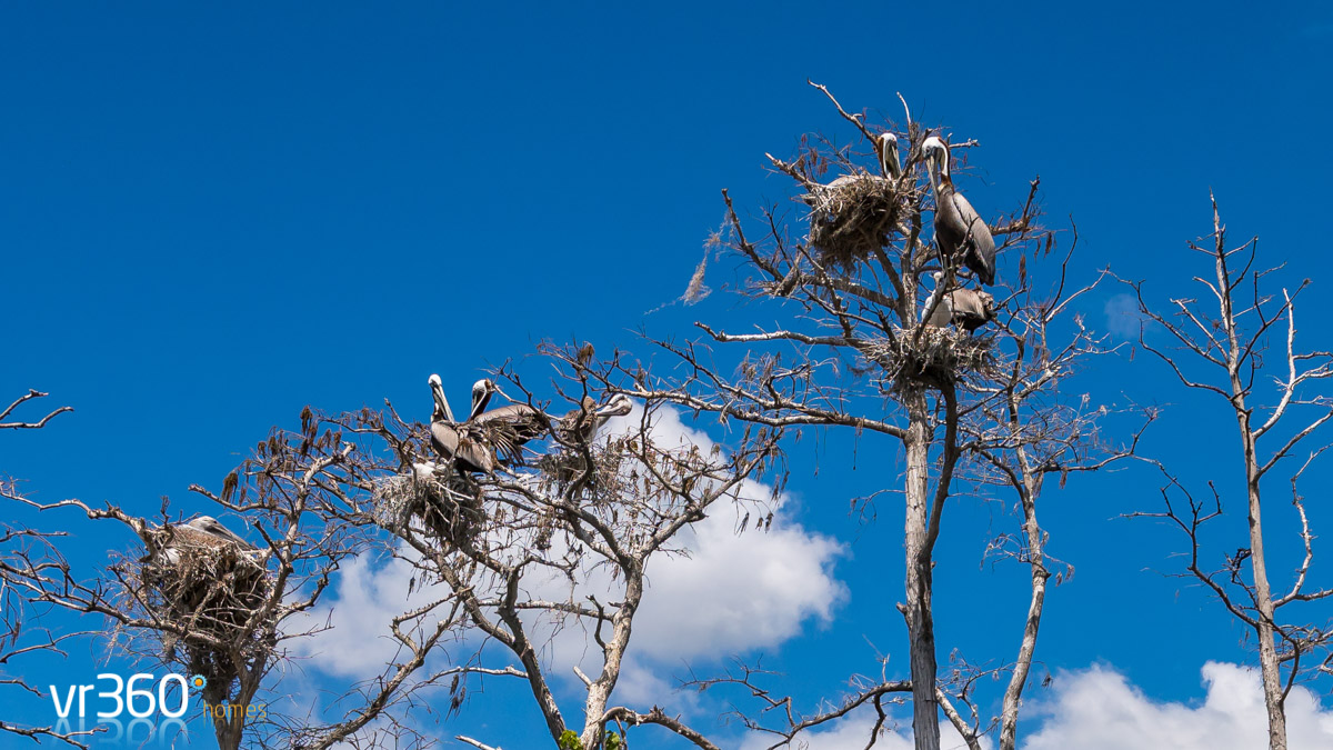 Pelicans nesting on Butler Chain of Lakes