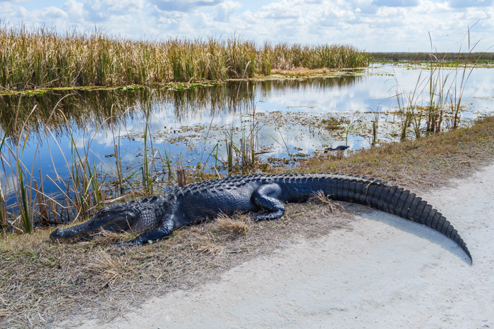 massive gator which was right next to the car