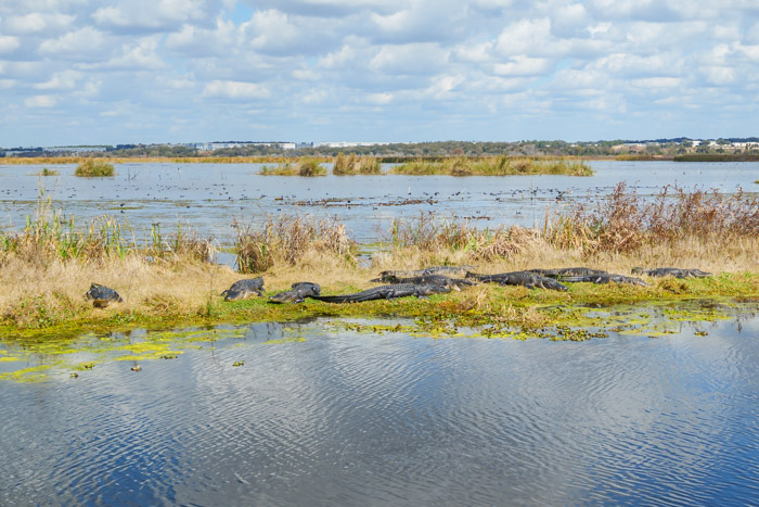 large group of gators laying on the bank getting some sunshine