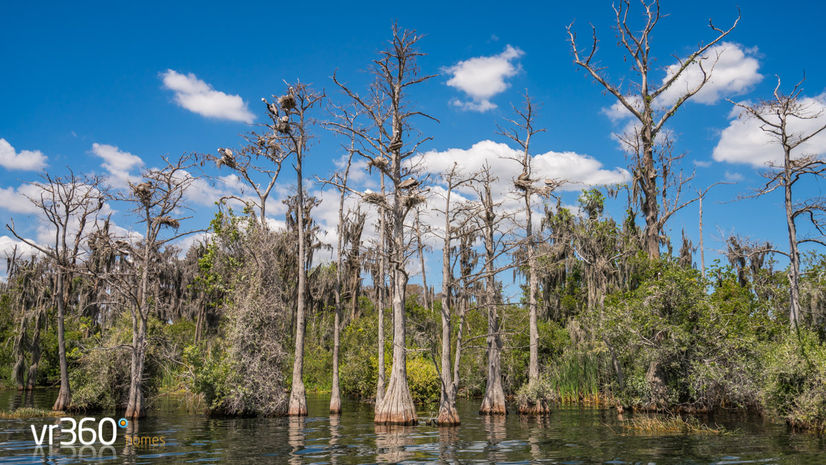 Butler Chain of Lakes - Spanish Moss
