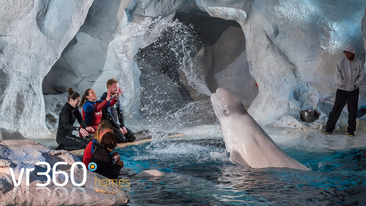 Beluga Whale Interaction at SeaWorld Orlando