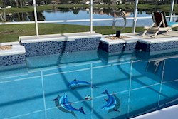 Enjoy a swim with the dolphins