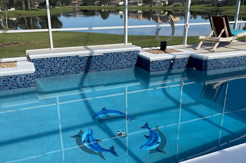 Enjoy a swim with the dolphins