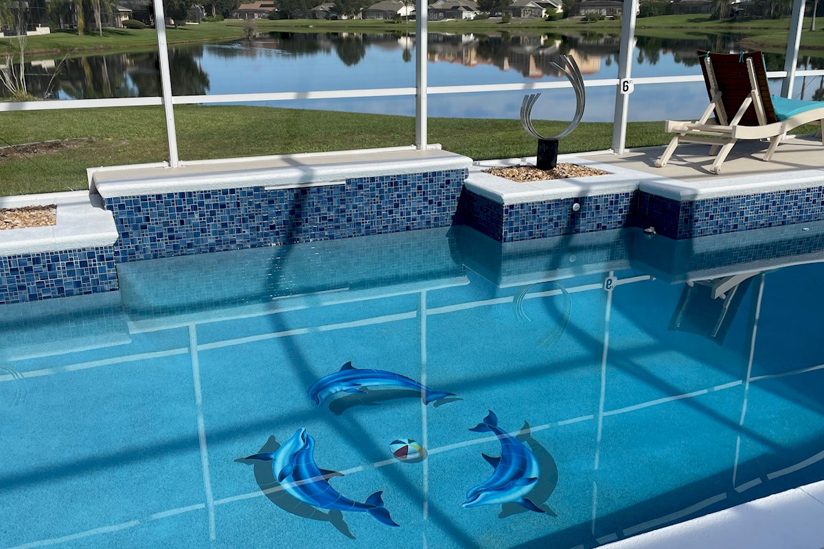 Enjoy a swim with the dolphins